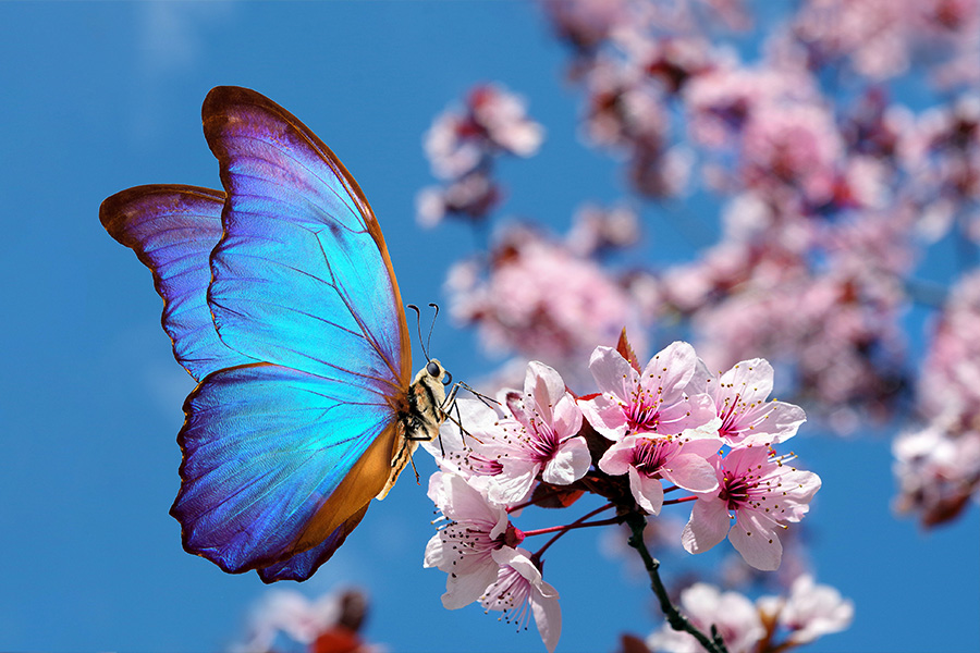 naturguider webb.jpg